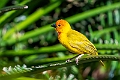 Afican Golden Weaver.20240409-_DSC2341
