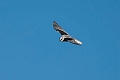 Blå Glente.20240412-_DSC2576