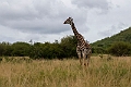 Giraf.20240403-_DSC3007
