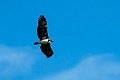 Martial Eagle.20240402-_DSC1045