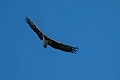 Martial Eagle.20240402-_DSC1061