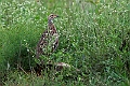 Shelley's Francolin.20240414-_DSC3115 kopier