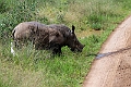 White Rhinoceros.20240414-_DSC3229 kopier