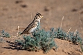 Asian Short-toed Lark.202223jun_0773