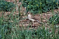 Blyths pipit.202217jun_0486