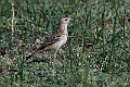 Blyths pipit.202217jun_0493