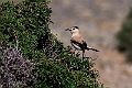 Hendersons Ground Jay.202223jun_0792