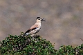 Hendersons Ground Jay.202223jun_0811