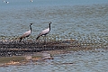 Jomfrutrane.202213jun_0410