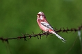 Long-tailed Rosefinch.202227jun_1010