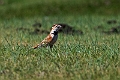 Mongolian Lark.202213jun_0425