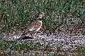 Mongolian lark.202213jun_0419