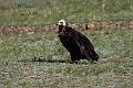 Munkegrib.202216jun_0457