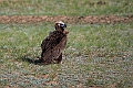Munkegrib.202216jun_0461
