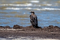 Pallas Sea-eagle.202219jun_0633