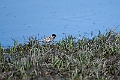 Pallas reed sparrow.202216jun_0464