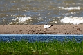 Relict Gull.202219jun_0598
