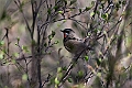 Rubinnattergal.202213jun_0395