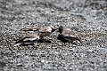 Snefinke.202224jun_0846