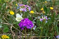 Sommerfugl.202214jun_1033