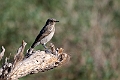 Stenpikke sp.202223jun_0771