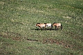 Vildhest.202215jun_0432