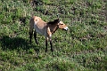 Vildhest.202215jun_0440
