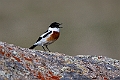 White-throated Bushchat.202217jun_0547