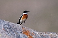 White-throated Bushchat.202217jun_0566
