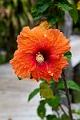 Blomst Ouvéa.202209nov_0154