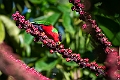 Collared Lori.202215nov_0016