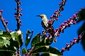 Kadavu Honeyeater.202215nov_0014