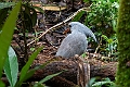 Kagu.202210nov_0085