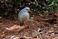 Kagu.202211nov_0099