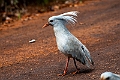 Kagu.202211nov_0144
