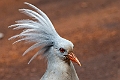Kagu.202211nov_0147