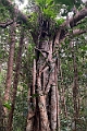 New Caledonia 2022 1109 Ouvéa Parakeet Forest 01