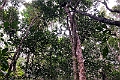 New Caledonia 2022 1109 Ouvéa Parakeet Forest 02
