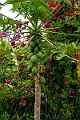 Papaya Ouvéa.202209nov_0157