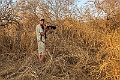 20240111 Kousmar - Scissor-tailed Kite Island 2