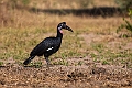 Abbyssian Ground Hornbill.20240111-_DSC5141