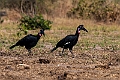 Abyssinian Ground Hornbill.20240111-_DSC5121