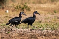 Abyssinian Ground Hornbill.20240111-_DSC5148