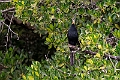African Darter.20240119-_DSC6517