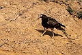 African Harrier Hawk.20240117-_DSC6309