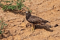 African Harrier Hawk.20240117-_DSC6345