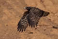African Harrier Hawk.20240117-_DSC6396