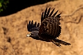 African Harrier Hawk.20240117-_DSC6403