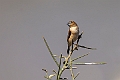 African Silverbill.20240106-_DSC4659