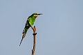 Blue-cheeked Beeater.20240119-_DSC6665